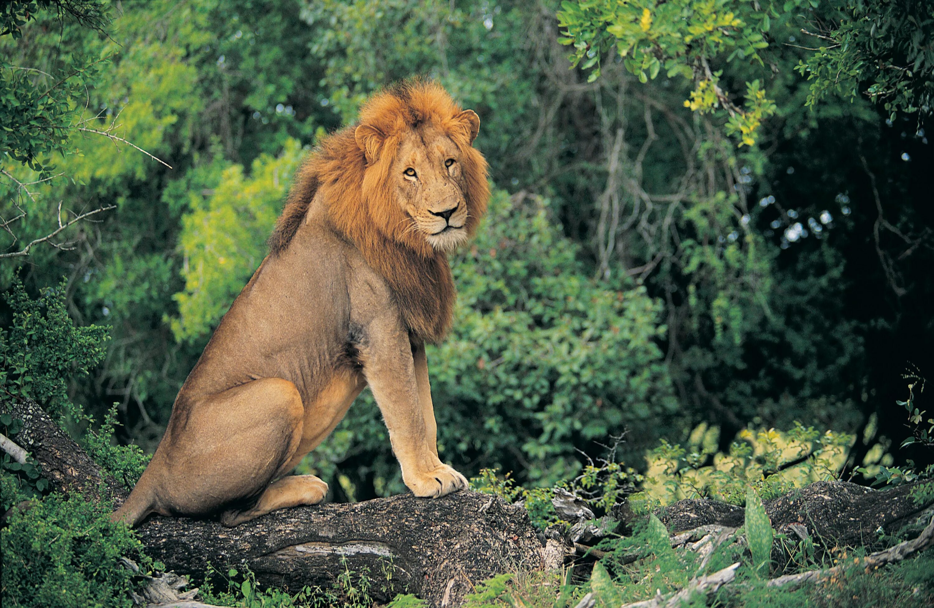 In the jungle lion. Лев. Лев сидит. Лев в джунглях. Львы в дикой природе.