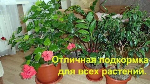 Сколько поливать домашнюю розу