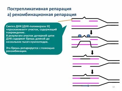 Пострепликативная репарация днк