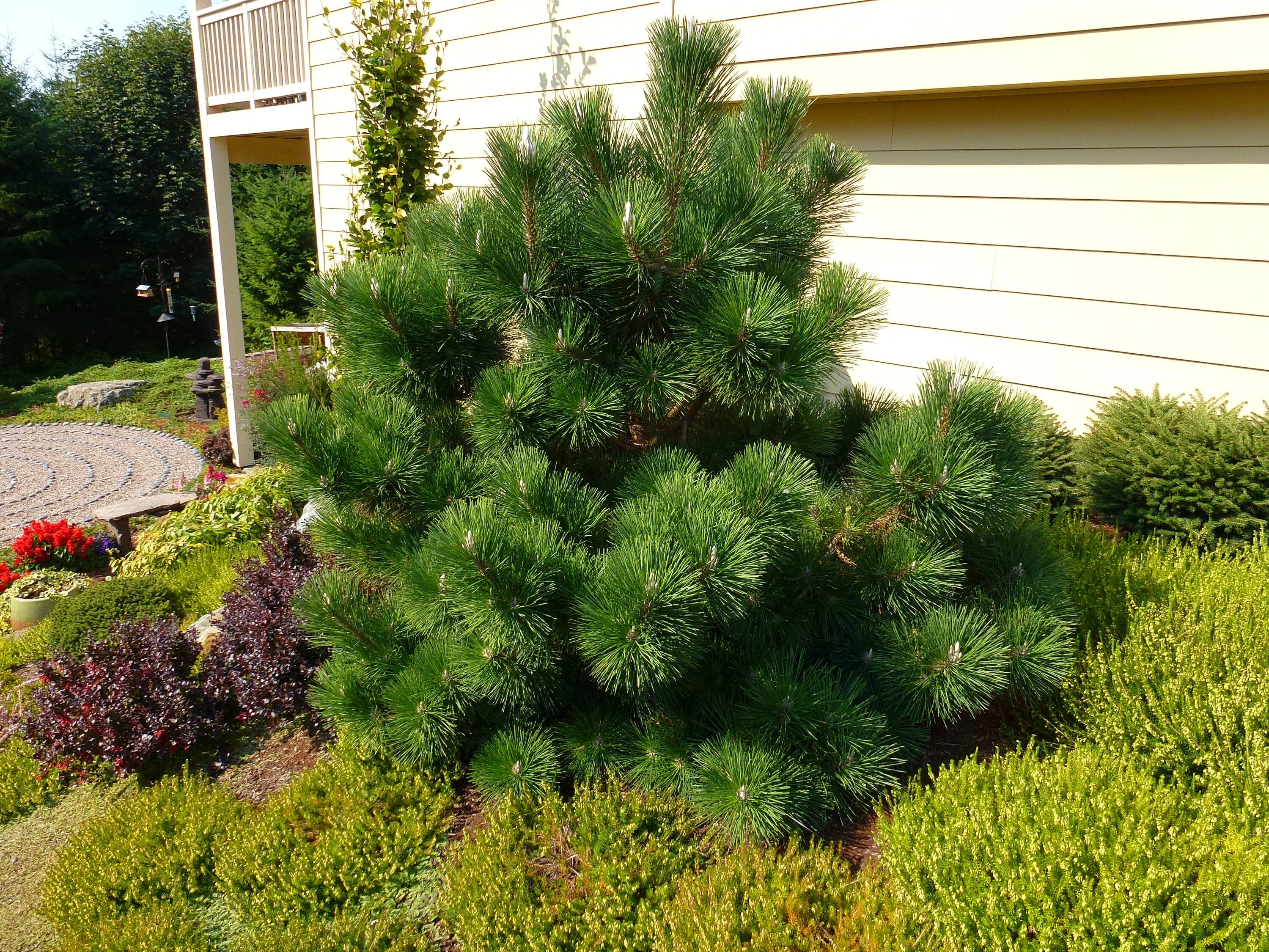 Сосна нигра описание. Pinus nigra. Pinus nigra 'Helga'. Сосна Горная mughus. Сосна черная (Pinus nigra).