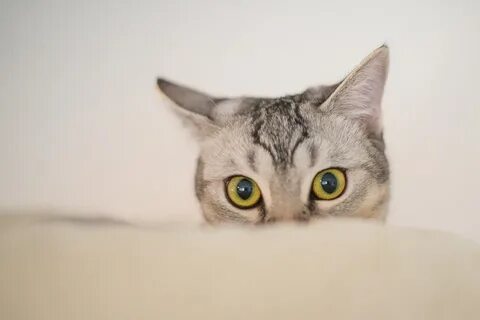 Кастрировать породистого кота