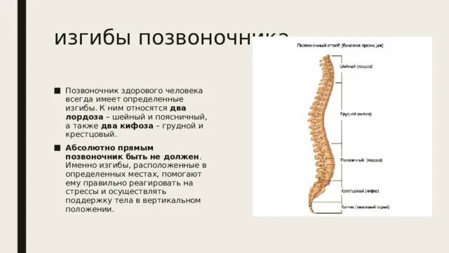 Укажите верно изгибы позвоночника