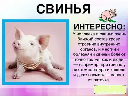 Описание поросенка