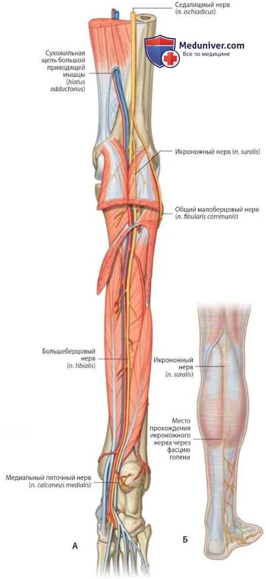 N suralis. Suralis нерв анатомия. N Tibialis n suralis анатомия. Икроножные вены голени анатомия.