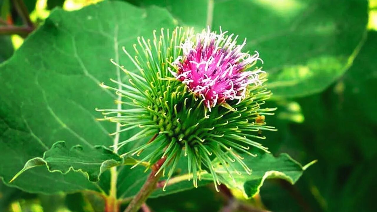 Целебный лопух. Репейник (Burdock). Репей лопух. Лопух большой репейник. Репейник Луговой.