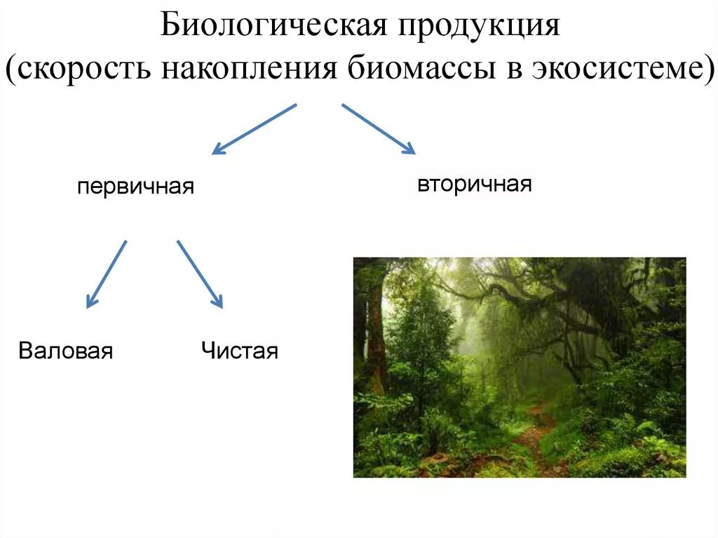 Большая биомасса первичной продукции. Первичная продукция экосистемы. Первичная продуктивность экосистемы. Биологическая продукция экосистем. Биомасса первичная и вторичная продукция.