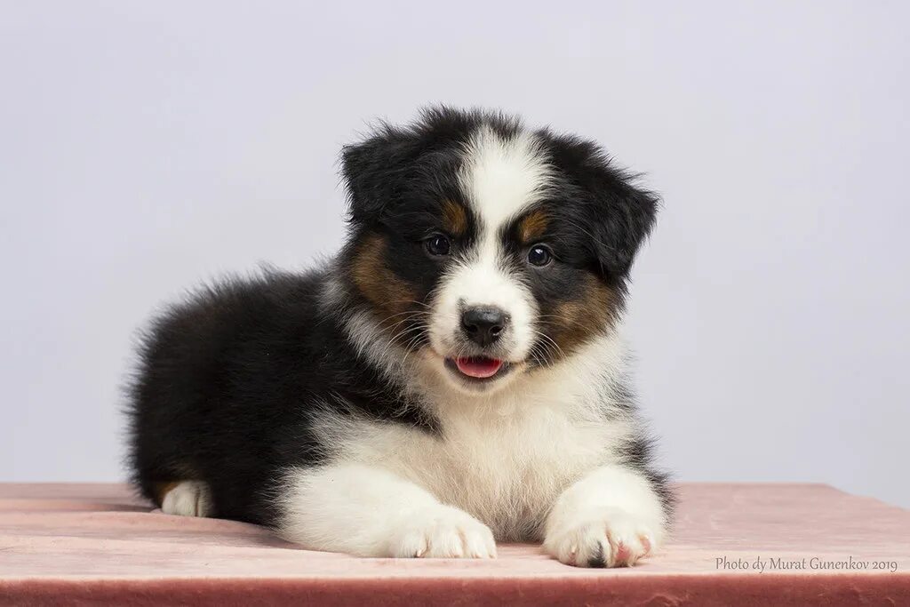 Щенки санкт петербург недорого. Питомник собак из камелота екатеринбург. Щенки санкт петербург недорого. Щенки санкт петербург недорого. Петербургская орхидея (невская орхидея).