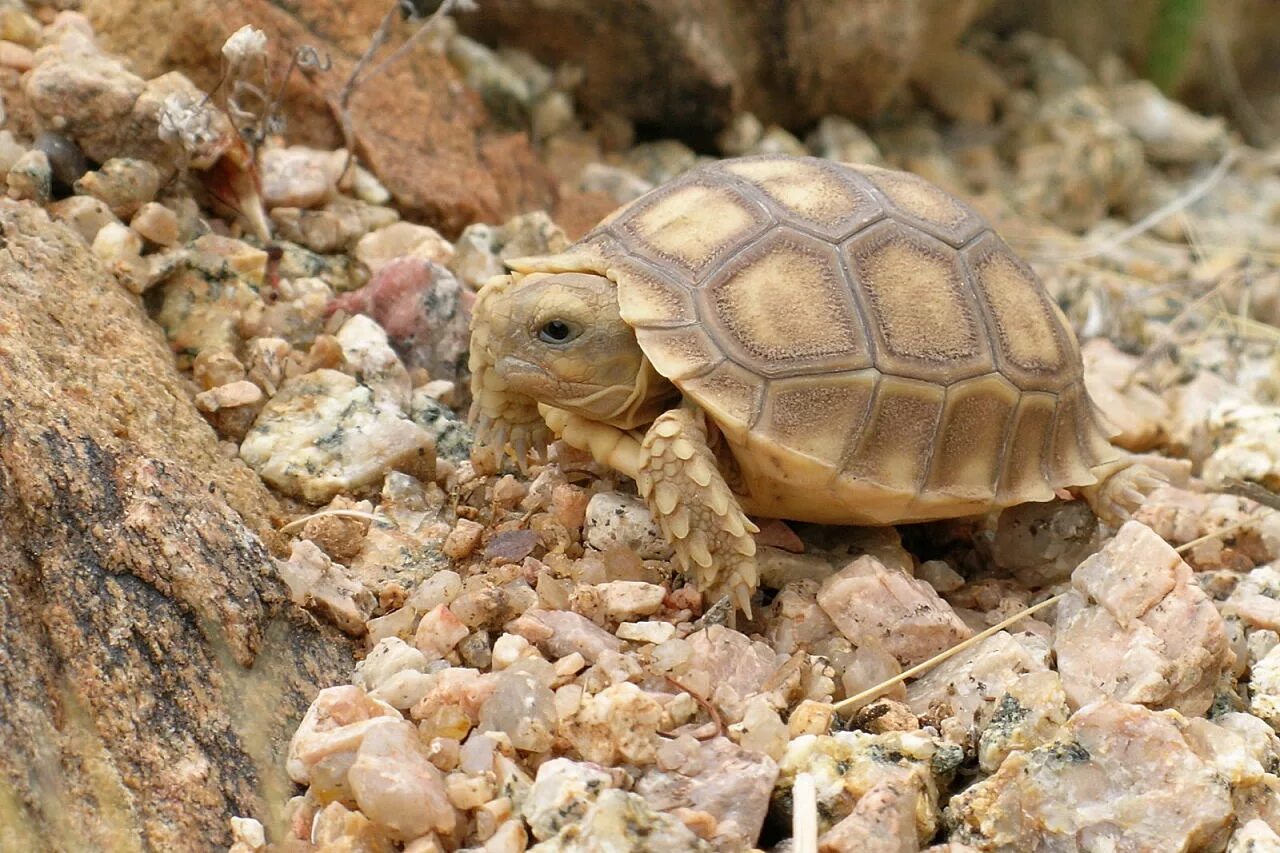 Кольчатая горбатая черепаха. Желтоногая черепаха шабути. Кумберлендская черепаха. Сухопутные черепахи пустынные.