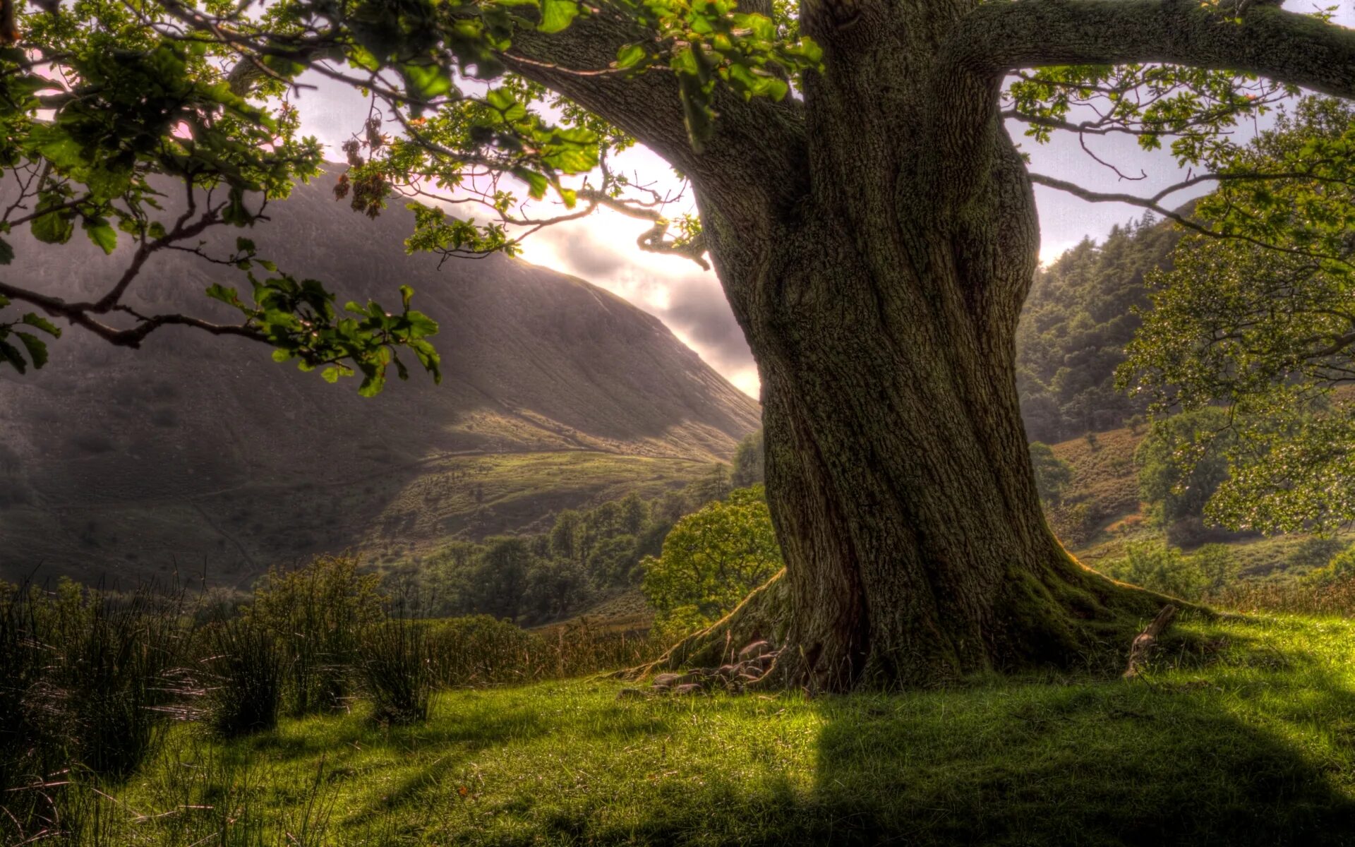 Natural tree. Таворский дуб. Красивый дуб. Красивое дерево. Дерево на Холме.