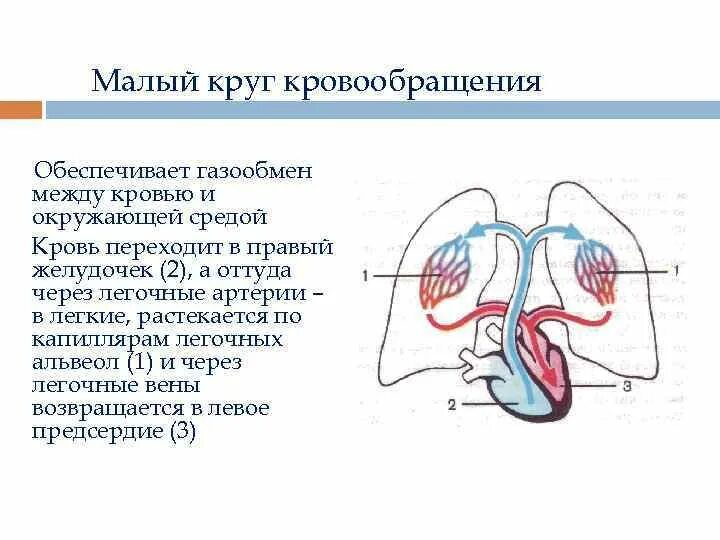 Малый круг кровообращения правый желудочек схема. Малый круг кровообращения легкая схема. В артериях малого круга кровообращения течёт венозная кровь. Малый круг кровообращения легочный ствол.