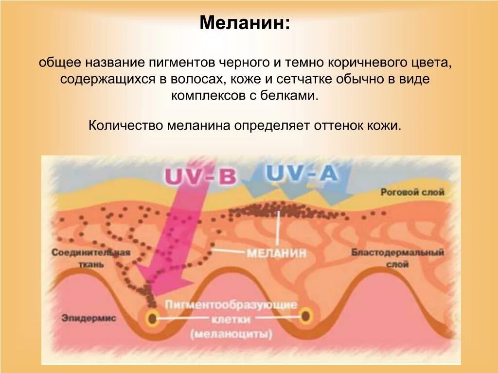 В каком слое кожи синтезируется пигмент меланин