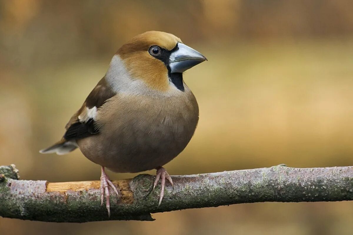 Обыкновенный Дубонос. Дубонос обыкновенный (coccothraustes coccothraustes). Птичка Дубонос обыкновенный. Зяблик Дубонос. Коричневая птица с клювом