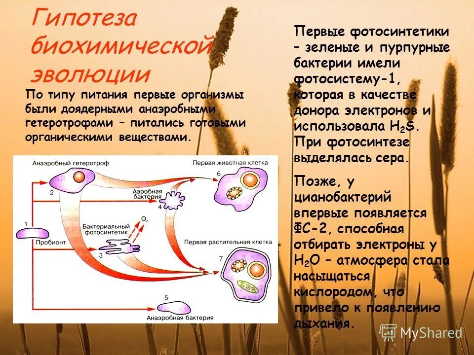 первые организмы на земле анаэробные гетеротрофы