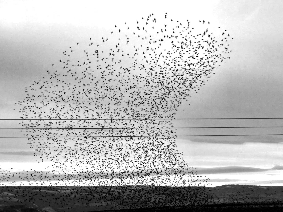 Swarm intelligence. Swarm intelligence (принципы стаи). irgc swarm. swarm музыкант.