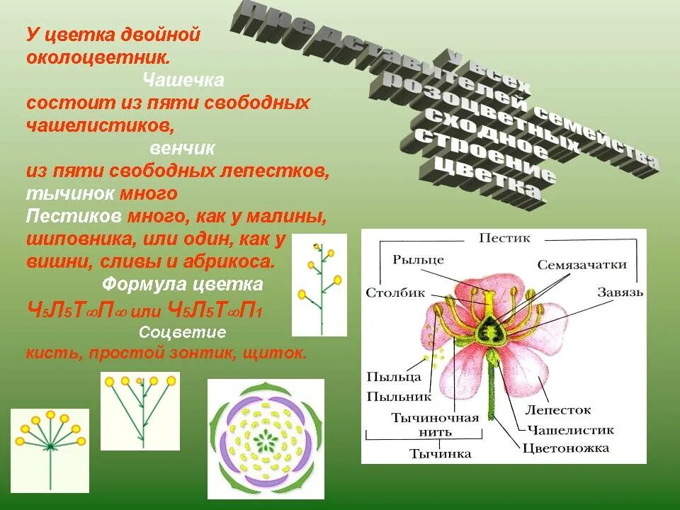 Соцветие семейства двудольных. Околоцветник состоит из тычинок и пестиков. строение цветка семейства розоцветных. строение цветка розоцветных. розоцветные строение.