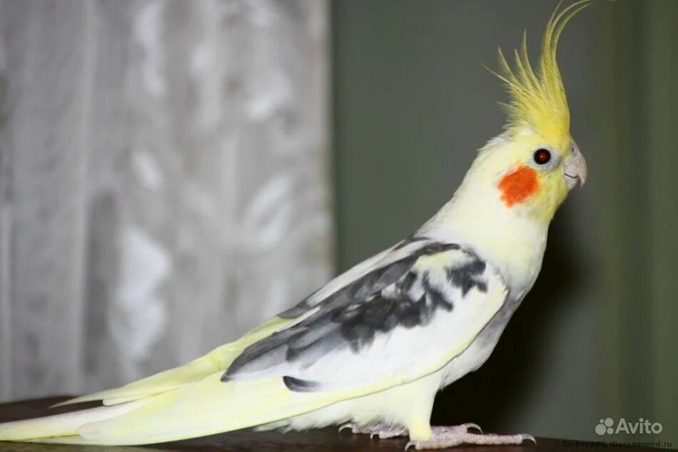 Купить кореллу на авито. Попугай корелла. Нимфа корелла попугай. Корелла-нимфа альбинос. Средний попугай корелла.
