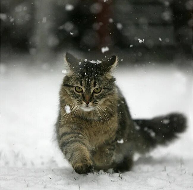 Твердая поступь. Кот зимой. Кот в снегу. Кот и первый снег. Котенок в снегу.
