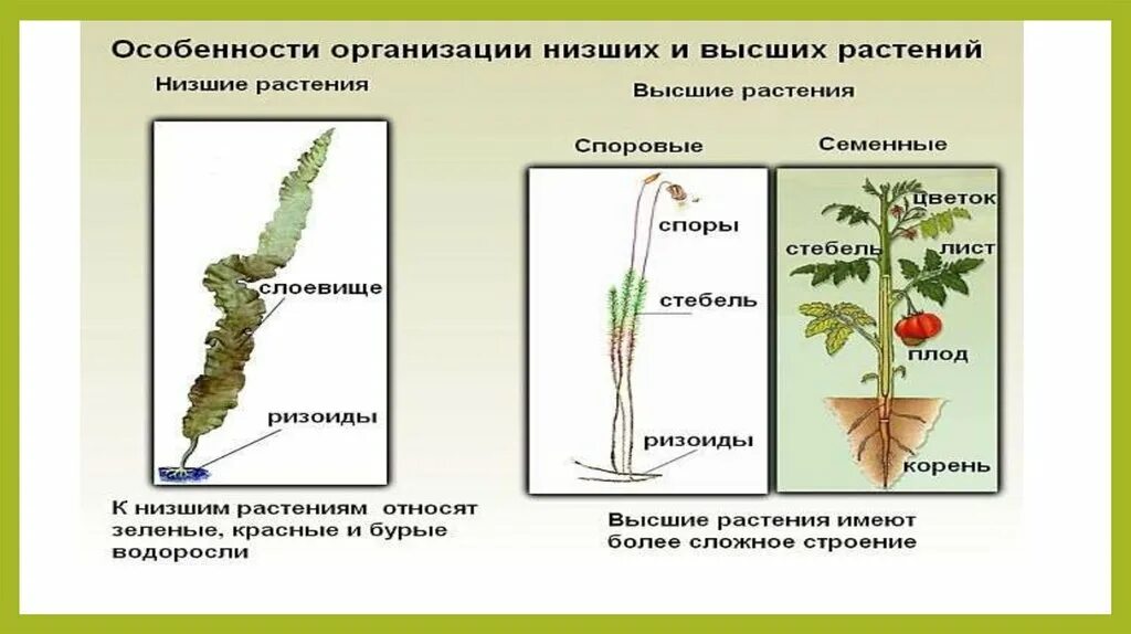 Основная характеристика низших растений. Н низшие и высшие растения. Основные особенности низших растений. Таблица особенности низших и высших растений. Ч=царство растения низшие и высшие.