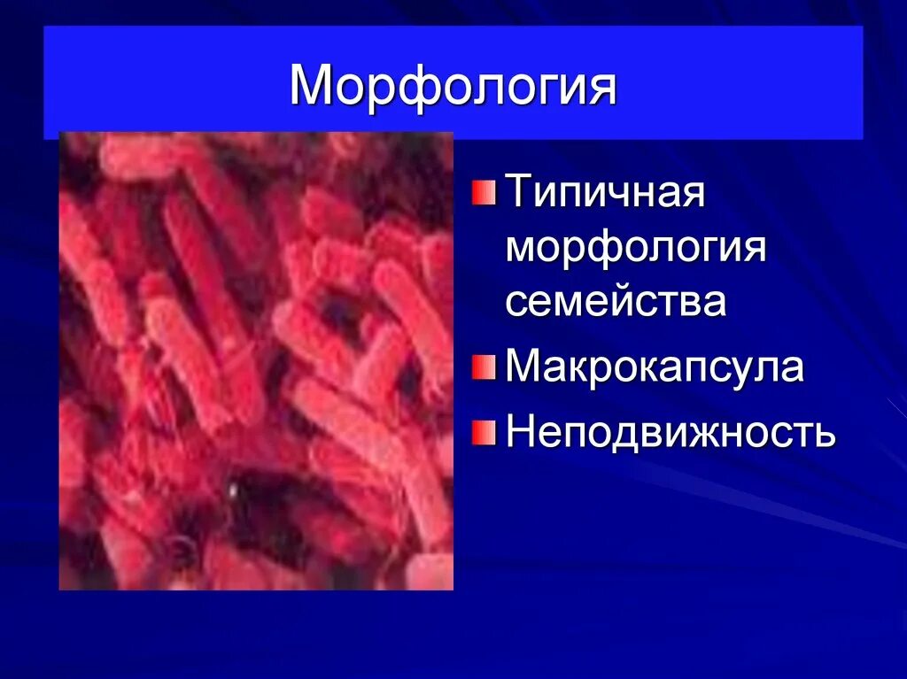 Клебсиеллы микробиология морфология. Клебсиелла пневмония морфология. Среда обитания клебсиеллы Протей синегнойной палочки.