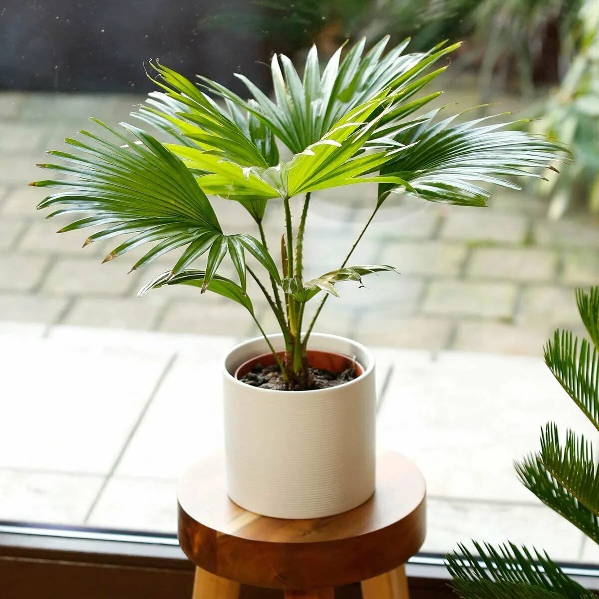 5 plantas que mejorarán tu sueño Plantas de bambú, Plantas en habitaciones, Palm