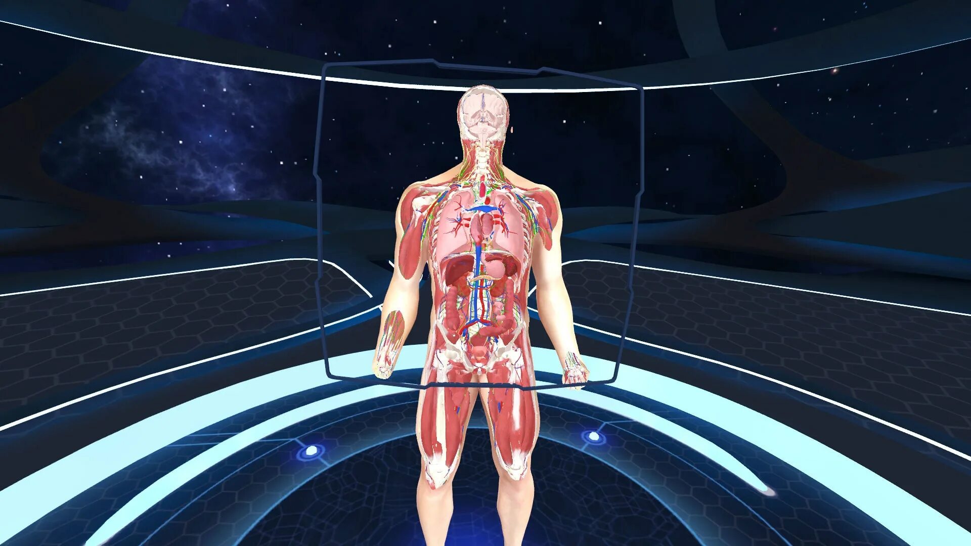 3d Organon VR Anatomy. Анатомия человека VR. Человеческое тело внутри. Анатомия падения оскар