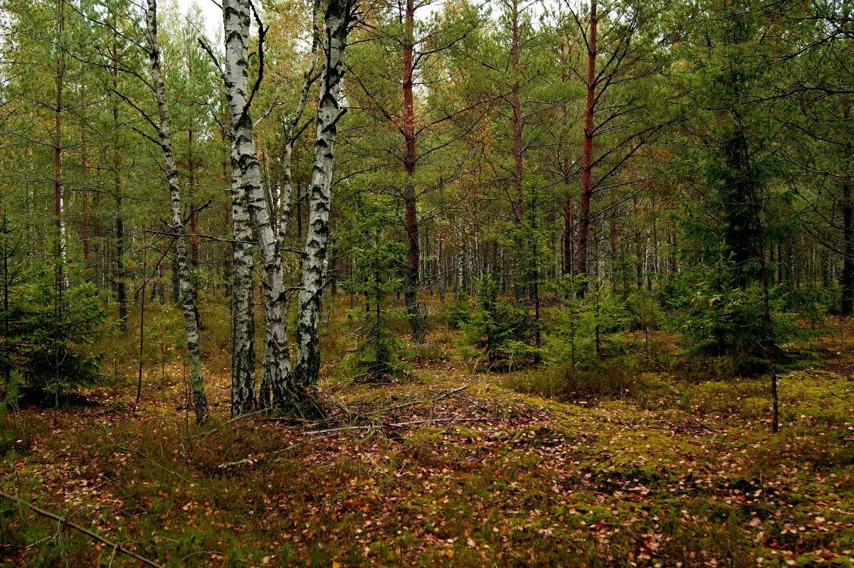 Хвойно мелколиственные леса. Лиственный лес Беларуси. Смешанные леса Белоруссии. Смешанный лес. Смешанные леса средней полосы России.