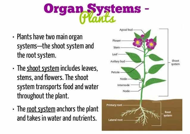 Plant Organs. Systematics of Plants and animals. The generative Organs Plants. Plant transport System.