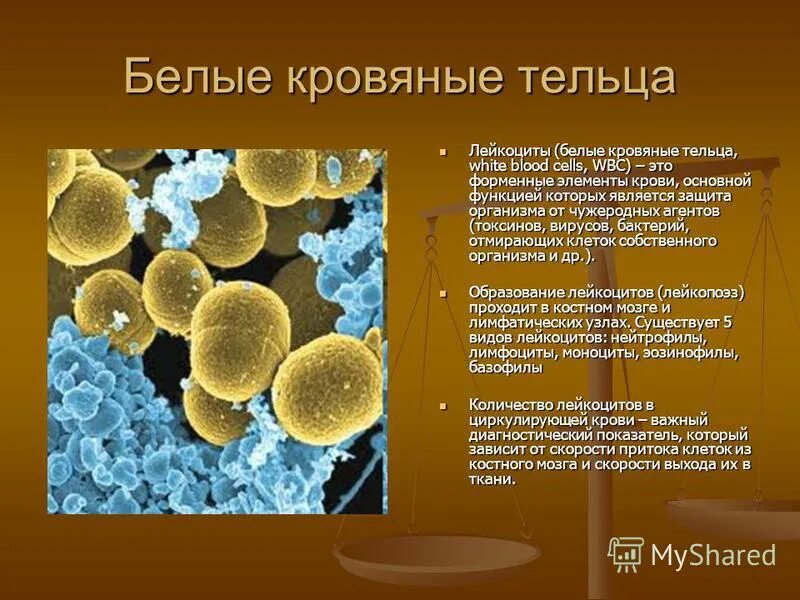 Лейкоциты белые клетки крови. Лейкоциты это белые кровяные клетки. Лейкоциты это белые кровяные клетки. Лейкоциты это белые кровяные клетки. Лейкоциты это красные кровяные.