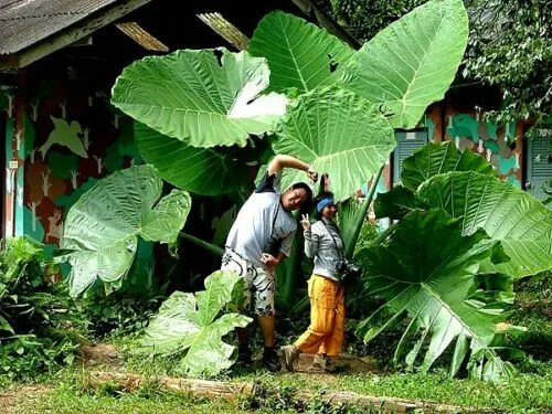 Колоказия Гигантика. Elephant Ear Bulbs Cut Flowers Colocasia giant Taro Garden Alocasia Live Green. Огромный редкость