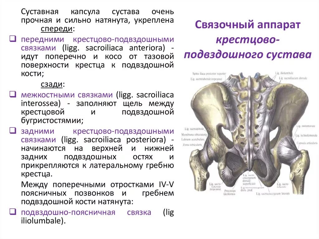 Тип соединение бедренной кости. Кости крестцово подвздошного сустава. Крестцово-подвздошный сустав функции. Крестцово-подвздошный сустав характеристика. Крестцово копчиковый сустав классификация.
