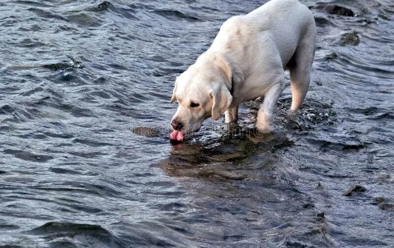 Жажда у собаки. Dog does not eat dog. Собака срыгивает воду. Кот рвет едой непереваренной. Собака срыгивает воду.