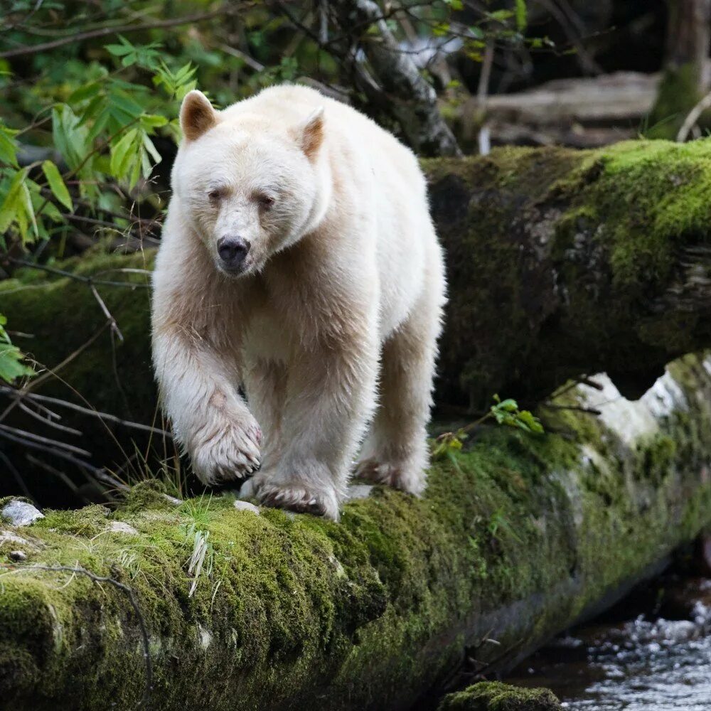 Какой медведь алиса. Кермодский бурый медведь. Белый Барибал медведь. Гризли альбинос. Медведь Гризли альбинос.