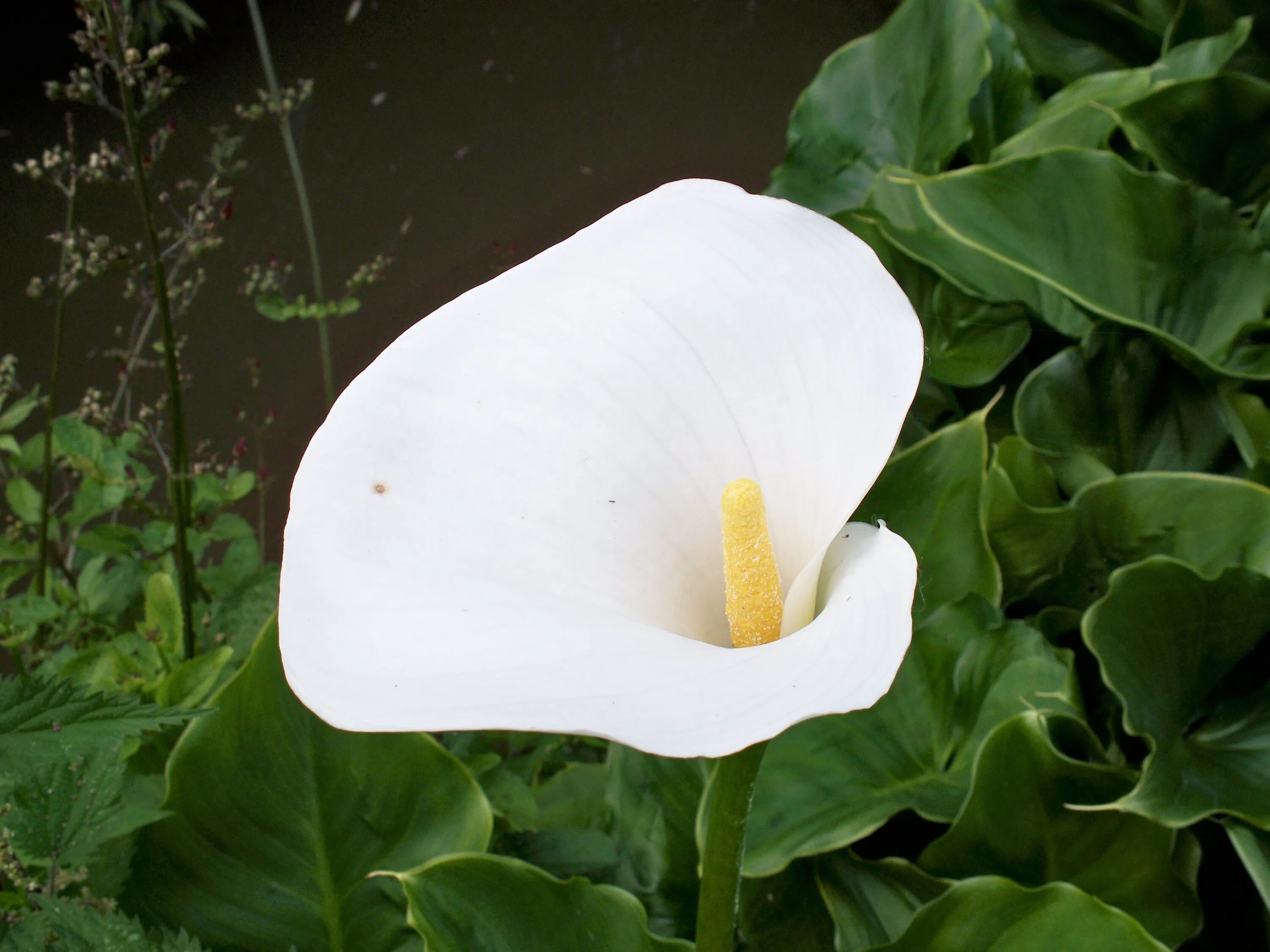 Низкое растение с белыми цветами. Арум Лилия. Калла Вайт идеал. Калла албомакулата. Arum Lily цветок.