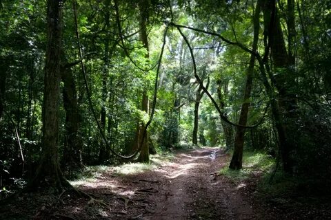 Forested area