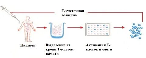 Система т клеток