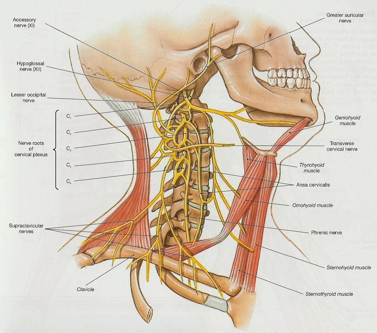 Сколько живет нерв. Блуждающий нерв шейный отдел. Блуждающий нерв анатомия шея. Иннервация шейного отдела позвоночника с мышцами.