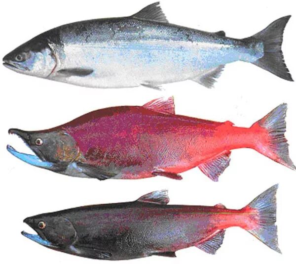 Какие рыбы лососевые. Нерка кижуч чавыча. Голец, кижуч. Кижуч (Oncorhynchus kisutch). Нерка рыба красная.