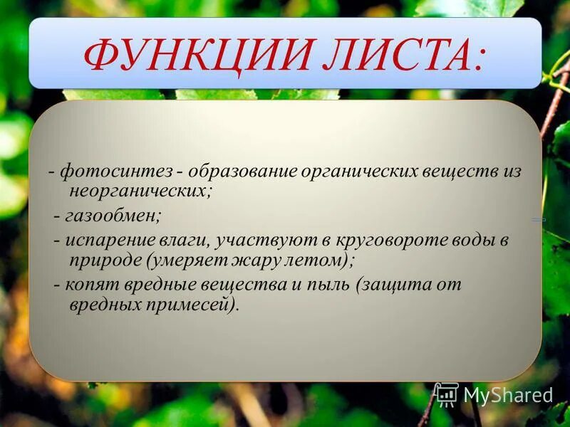 Какую функцию выполняет предмет. Функции листа 6 класс кратко. Функции листа растения. Перечислите функции листа. Какие функции выполняет лист.