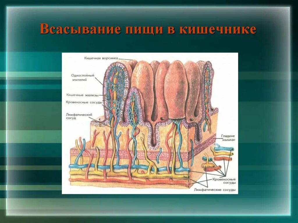 Кишечные ворсинки в пищеварительном канале человека. Строение кишечной ворсинки. Строение ворсинки тонкой кишки. Всасывание в кишечных ворсинках. Всасывание жиров ворсинками кишечника