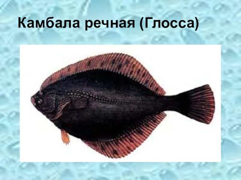 Речная камбала сканворд. Морская камбала (pleuronectes platessa). Камбала байкала. Речная камбала сканворд. Речная камбала сканворд.