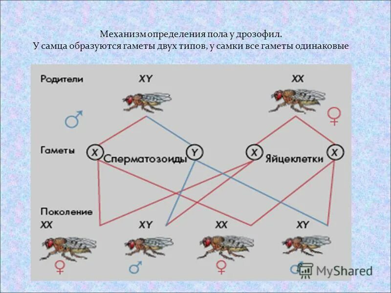 механизм определения пола у дрозофилы. гаметы самки и самца дрозофила. гаметы самки и самца дрозофила. гаметы самки и самца дрозофила. гаметы самки и самца дрозофила.