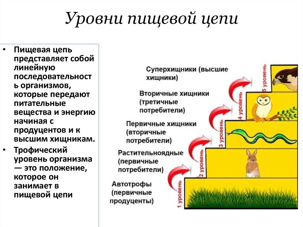 Организмы 1 5 трофических уровней. Трофические уровни пищевой цепи. Трофические уровни в цепи питания. Трофические уровни организмов. Схему уровней трофической пищевой цепи..