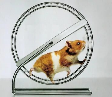 Network is overloaded hamster