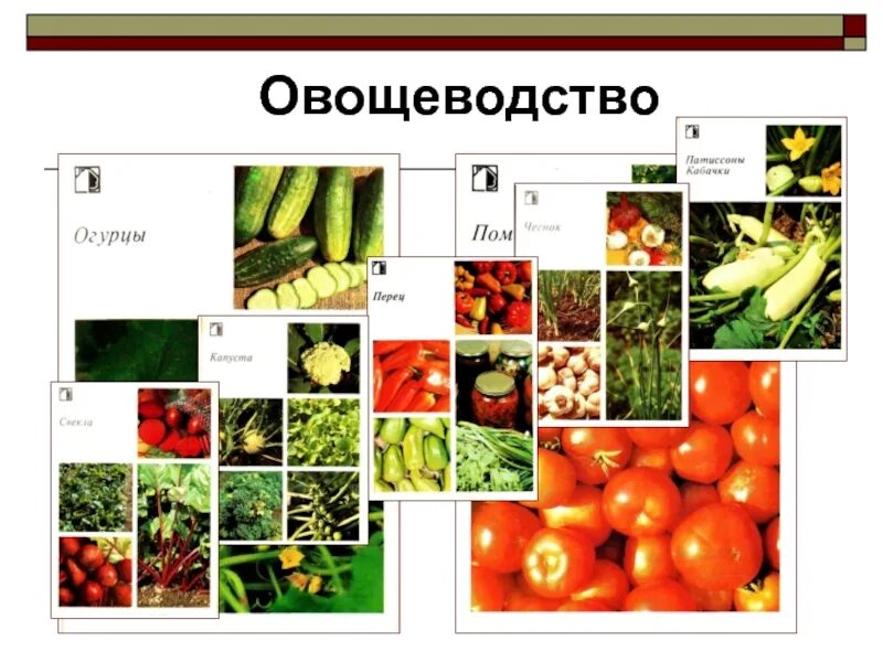 Какая какое овощеводство. Отрасли овощеводства. Овощеводство презентация. Овощеводство информация. Овощеводство проект.