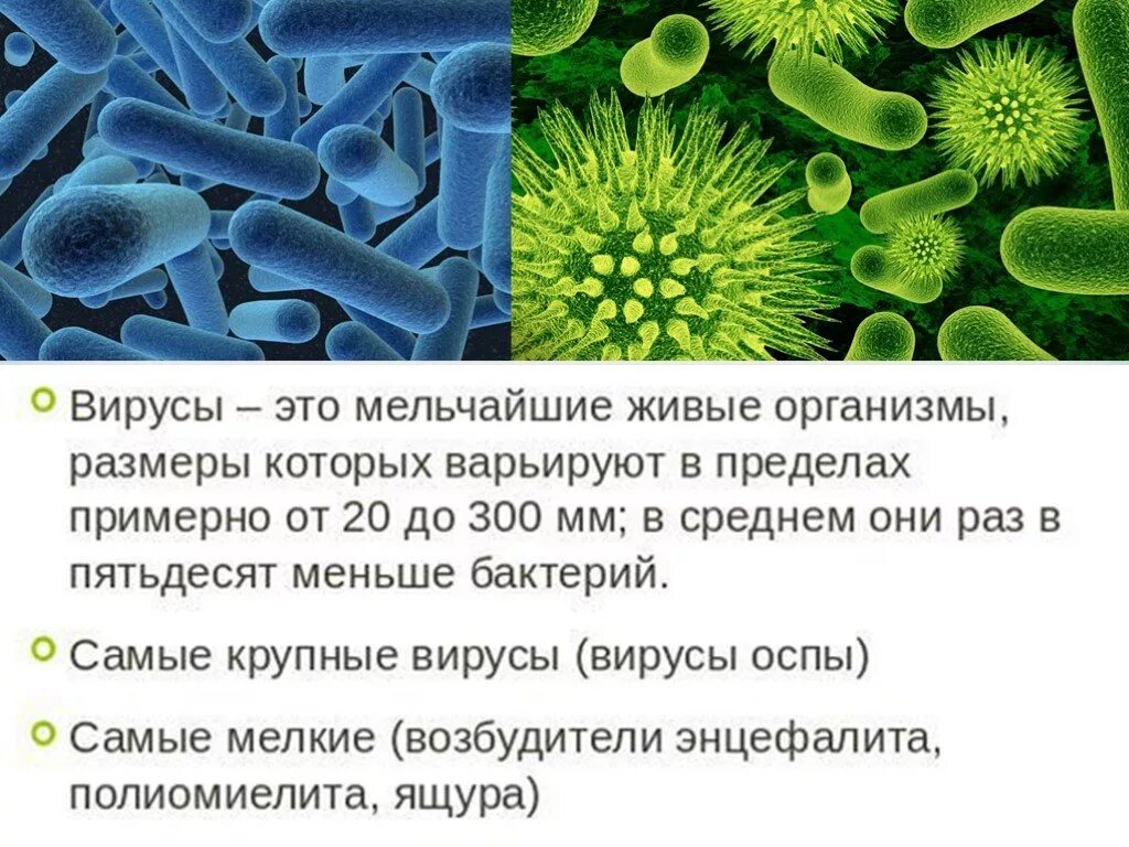 Проект на тему вирусы по биологии. Актуальность темы вирусы в биологии. Мелкие вирусы. Вирусы презентация 10 класс биология. Темы для проекта по биологии 11