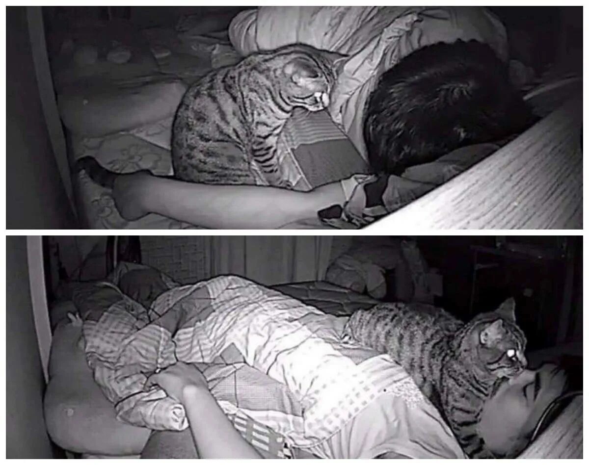 Мама уснула а ее. Коты в постели. Коты и хозяева ночью. Мемы с котиками спать.