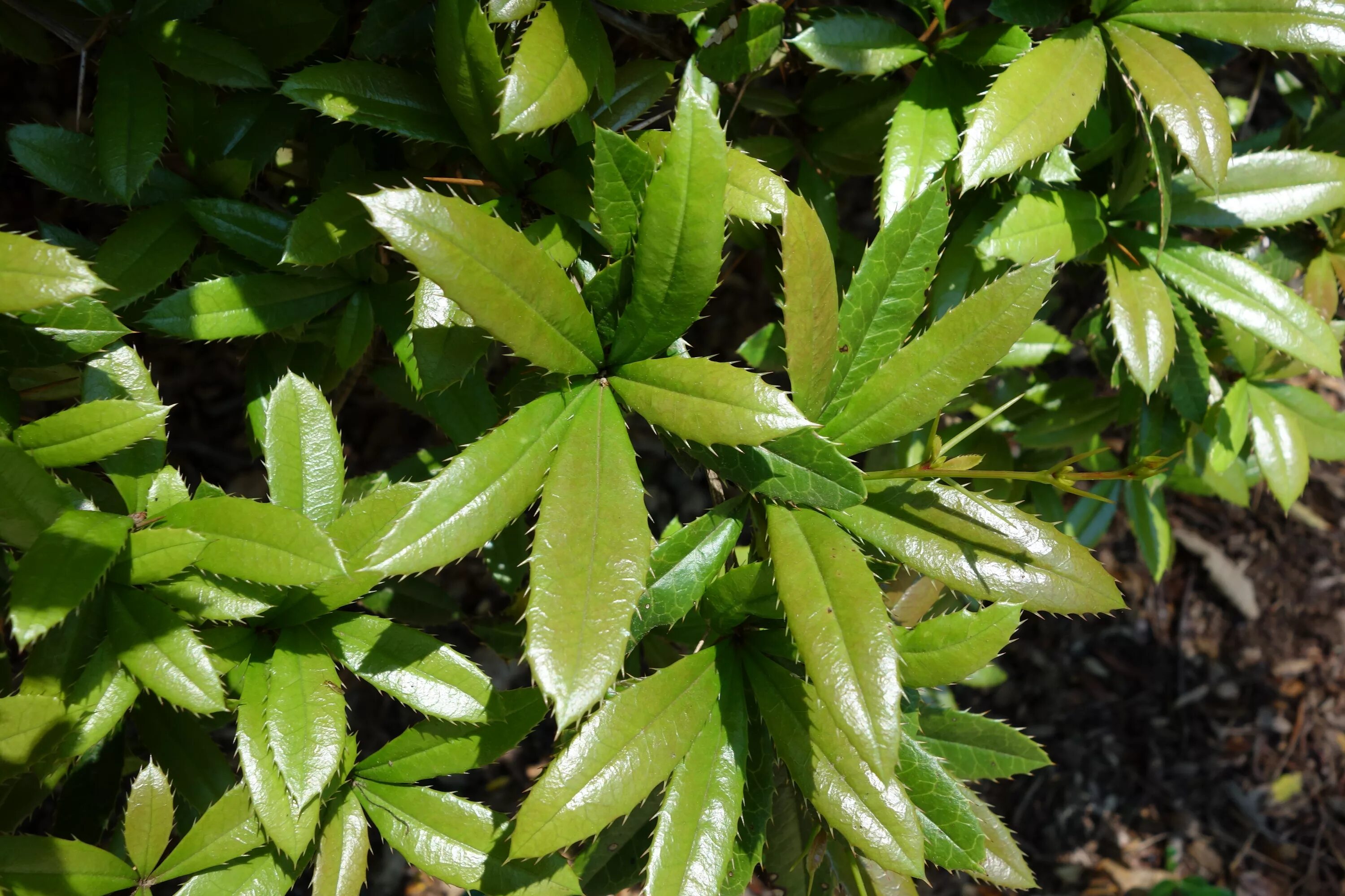 Колючий край листа. Барбарис Berberis julianae. Вечнозелёные Южные кустарники. Кустарник с колючими листьями.