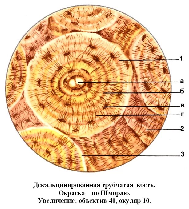 Трубчатая костная ткань. Поперечный срез трубчатой кости рисунок. Поперечный срез костиэ\. Поперечный срез костной ткани. Строение пластинчатой костной ткани.