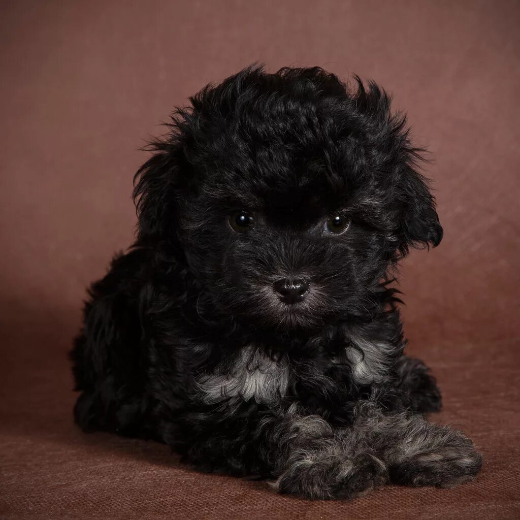 Пудель болонка мальтипу. Пудель мальтипу. Teacup maltipoo порода. Пудель мальтипу. Пудель болонка мальтипу.