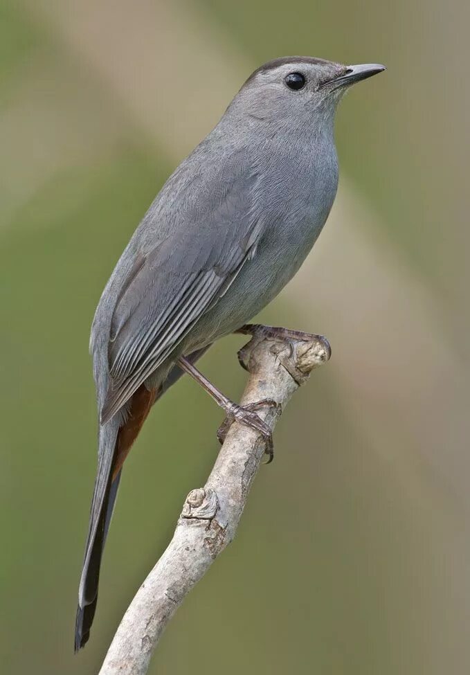 Dumetella carolinensis. Gray Catbird птица. Длиннохвостый скворец. Серая птица. Как переводится серая птица на